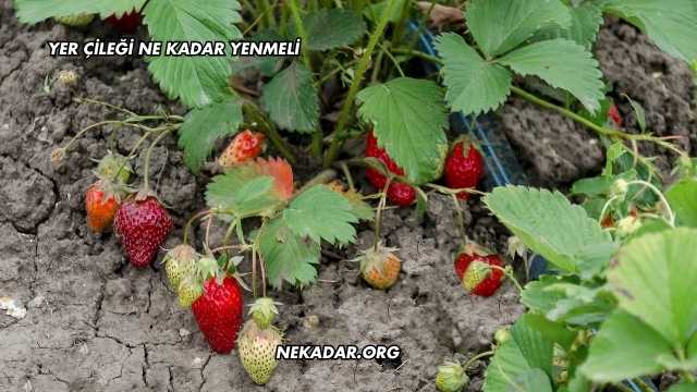 Yer Çileği Ne Kadar Yenmeli