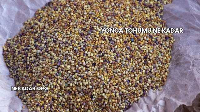 Yonca Tohumu Ne Kadar