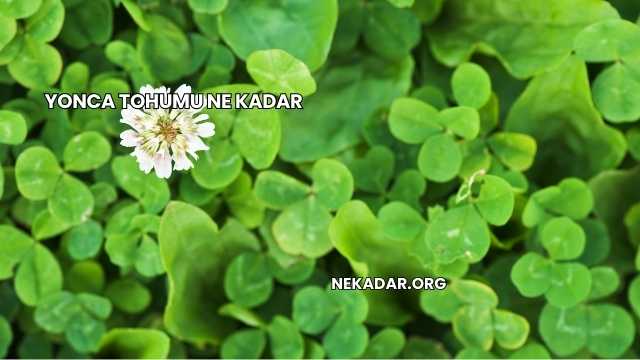 Yonca Tohumu Ne Kadar