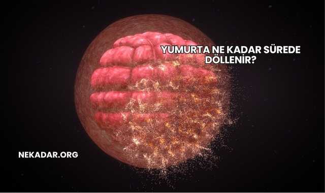 Yumurta Ne Kadar Sürede Döllenir?