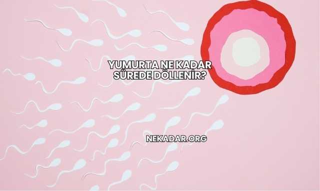Yumurta Ne Kadar Sürede Döllenir?